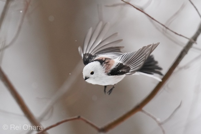 今年もよろしくね！（Ｃ）小原玲