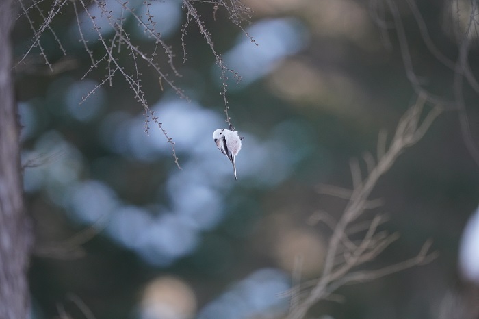 ロマンティックってなんだろう？（Ｃ）小原玲