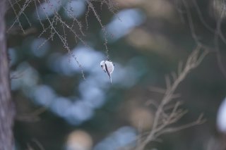 駆け落ちにマッチングアプリ…いつの時代もロマンティックに憧れる