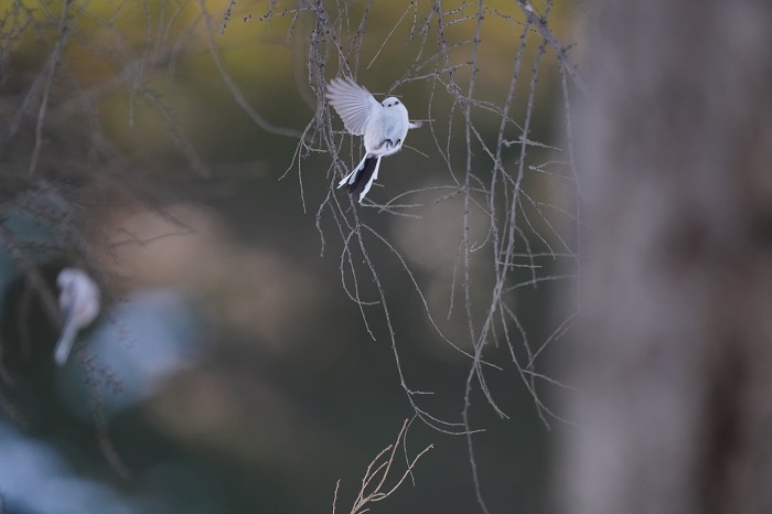 舞いあがっちゃうな（Ｃ）小原玲