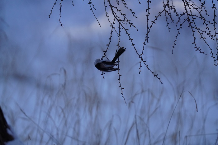 まあ、他人事だからね（Ｃ）小原玲