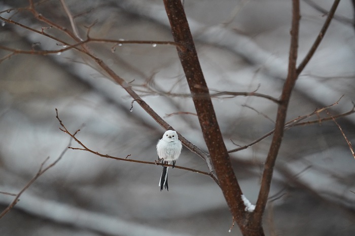 子どもは「いま」を生きてるから（Ｃ）小原玲