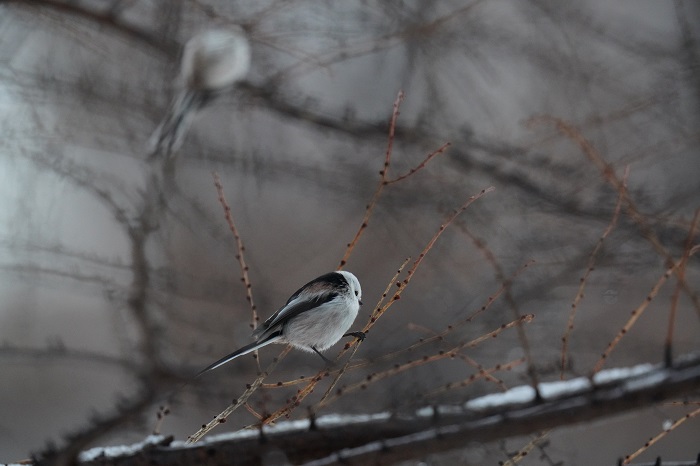 こうしていれば…って考えちゃう（Ｃ）小原玲