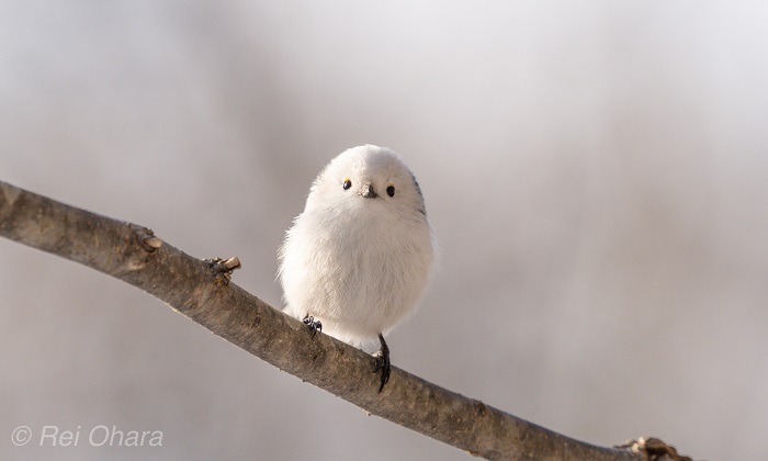またね、ばいばい！（Ｃ）小原玲