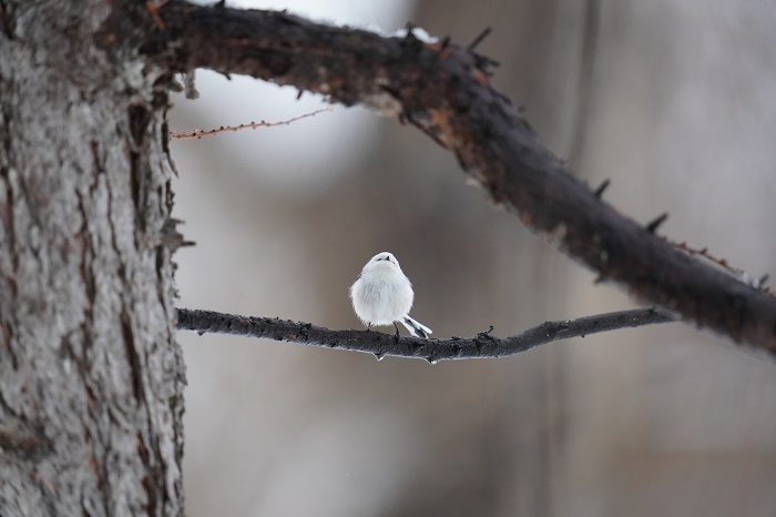 演出って大事だよ（Ｃ）小原玲