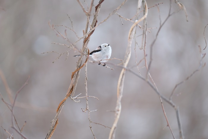 そういう季節だね（Ｃ）小原玲