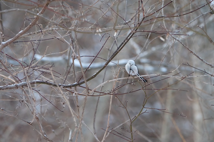 たくましいもんだ（Ｃ）小原玲