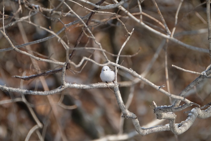 結構いるんだ、これが（Ｃ）小原玲
