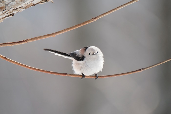 しあわせ？（Ｃ）小原玲