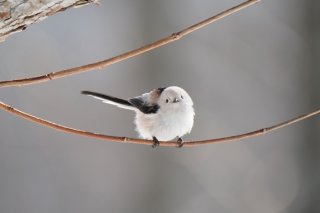 選ばなかった人生を歩む「もう1人の自分」と話してみたい