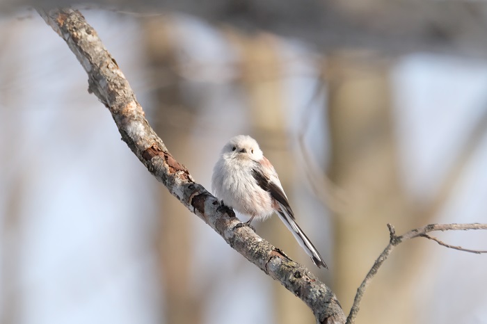 また季節が変わるね（Ｃ）小原玲