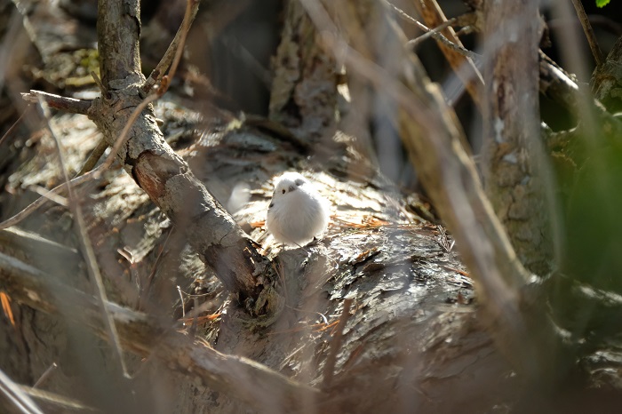 陽だまりみつけたよ（Ｃ）小原玲