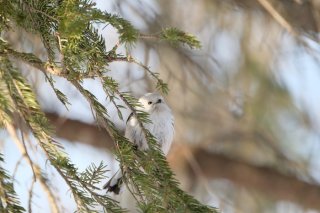クリスマスを「自分へのご褒美」の口実にしてもいいかしら?
