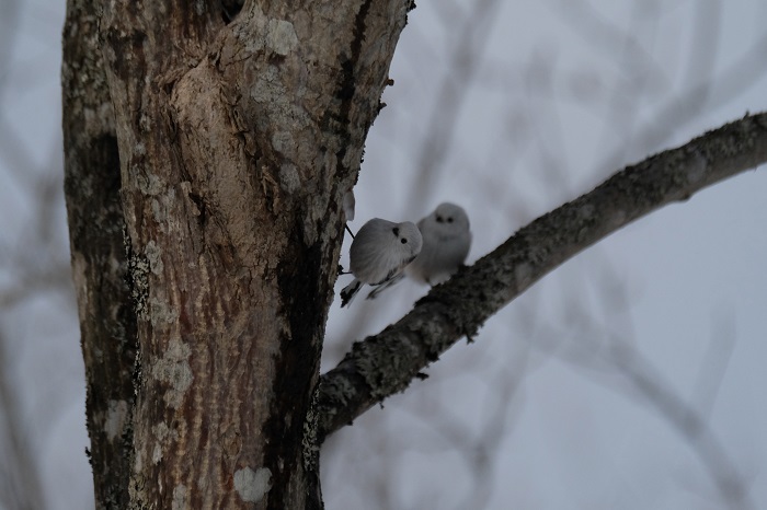 恋って落ちるもんだから（Ｃ）小原玲