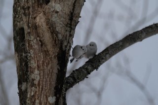 生まれた性別で誰かが誰かに恋をした きっとそれだけのこと