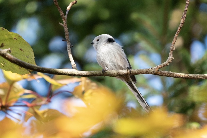 すてきな関係だね（Ｃ）小原玲