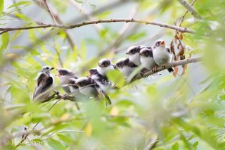 若者たちはハロウィンにどんな夢をみているのかな?