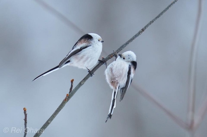 なんやかんやで「いまここ」感（Ｃ）小原玲