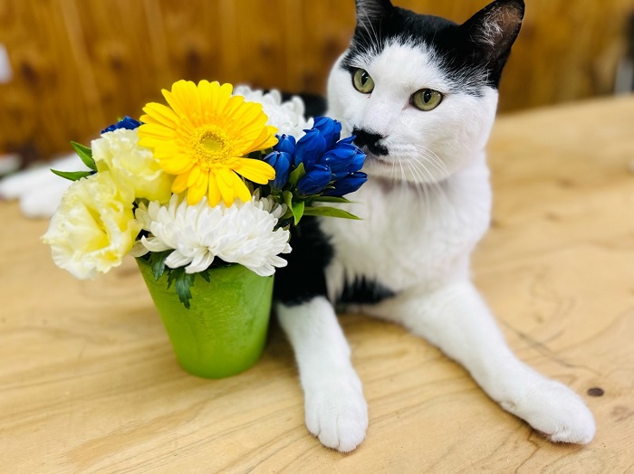 仏花は花屋のベストセラー商品やで　byさぶ店長／無断転載禁止（C）コクハク