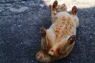 モフらずにはいられない！無防備すぎる“たまたま”にメロメロ