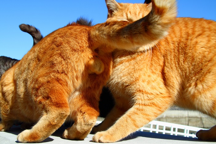 （写真:芳澤ルミ子）