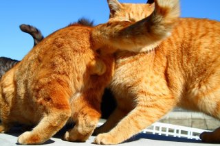 にゃんたま写真の成立には“たまたま”への愛のピントがマスト