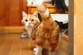 「ほよよ顔」がたまらにゃい！プー太郎君の“たまたま”を激写