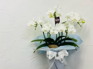 胡蝶蘭はお祝い専用？ 寺の住職から聞いた「お悔やみ花」としての需要