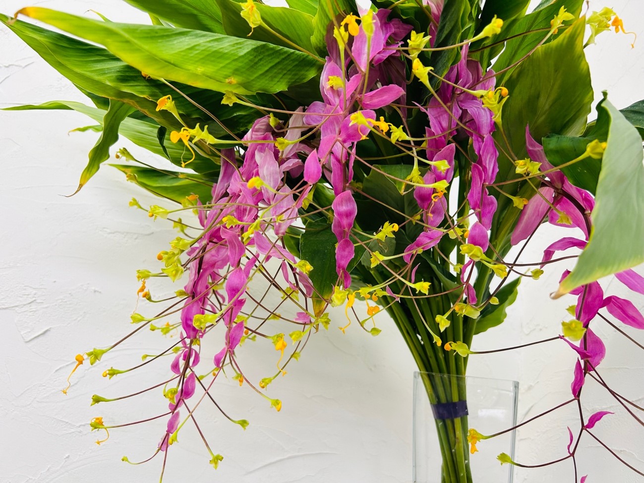 届いたばかりのグロッパは鮮やかで摩訶不思議なお花／無断転載禁止（C）コクハク