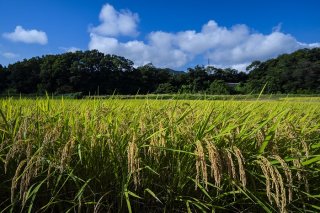田舎の秋の景色 この気持ちいい季節がずっと続いてほしい