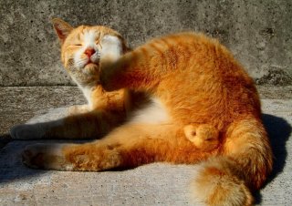 ご立派！器のデカさと“たまたま”の大きさは比例するのかも☆