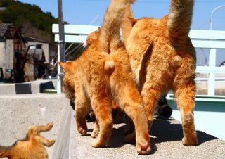 食欲の秋本番！ ごはんコールにウキウキな“たまたま”君たち