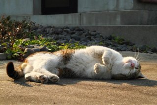 道ににゃんたま様が落ちている！ 輝く“たまたま”に五体投地 