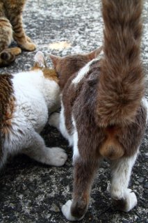 秋の“たまたま”は超たわわ♡ こっつんこのワケを教えてにゃ