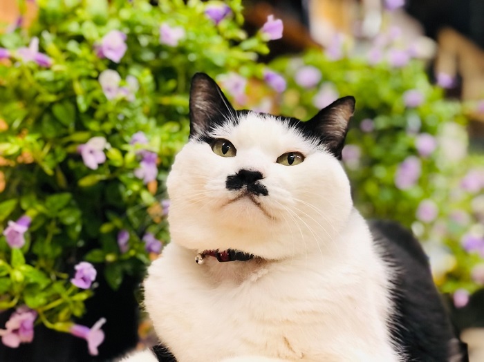 平社員のご乱心でまた苗もの大量仕入れ　どないすんねん　byさぶ店長／無断転載禁止（C）コクハク