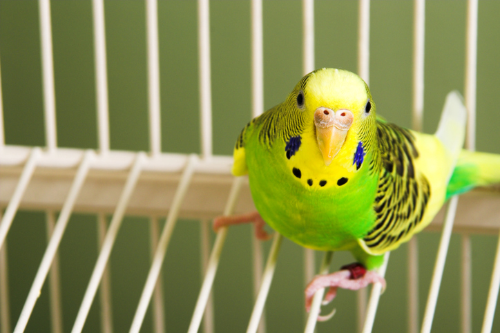 鳥ってかわいいよね（写真:iStock）