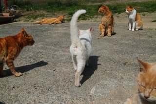 “たまたま”の日常♡ この写真にぴったりな名前を選んでニャ