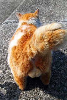 5年に1度の逸材にゃ!ノーブルすぎる“たまたま”に思わず合掌