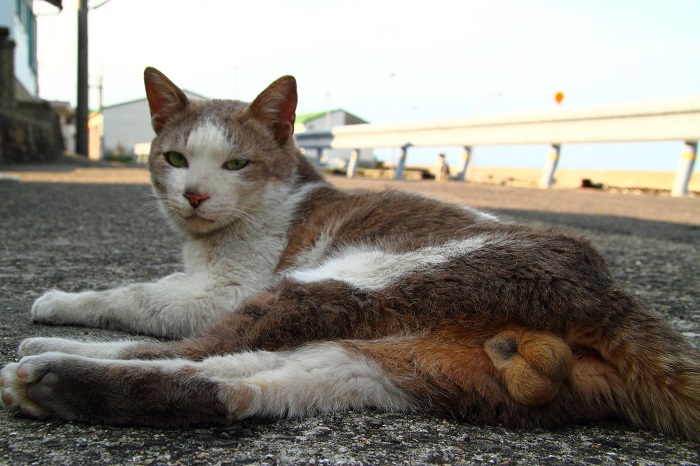 （写真：芳澤ルミ子）