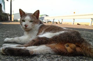 パーフェクト“たまたま”の精悍&クールな眼差しに痺れちゃう