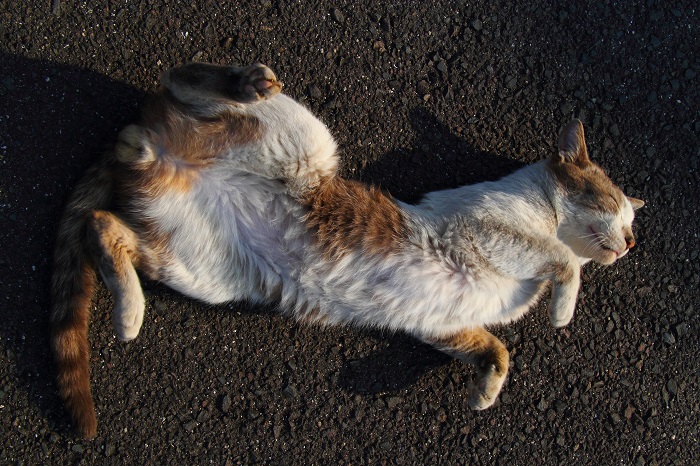 （写真：芳澤ルミ子）