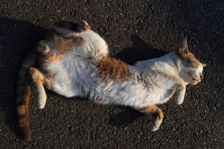 たまたまもゴロンと全開！幸せそうなにゃんたま様に昭和CMを思ふ