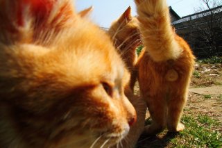 「俺を撮ってくれよ」な“たまたま”様、地を這うカメラマン冥利です