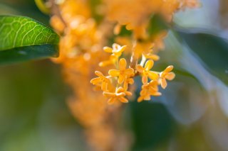 金木犀の香りが空前のブーム！甘く懐かしくアンチエイジングに運気UPも