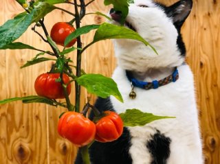 ハロウィンの新顔!小粒な「ソラナムパンプキン」は枝にぶら~んぶら~ん