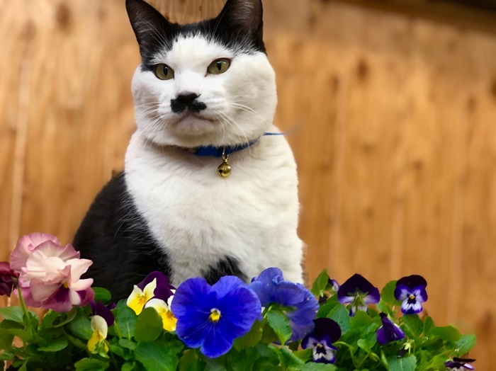 秋の植え込みシーズン到来や！　Byさぶ店長／無断転載禁止（C）コクハク