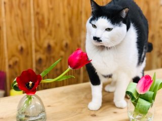 球根いつ仕込む？「秋」の今でしょ！植えっぱなしにオススメの花は7種類