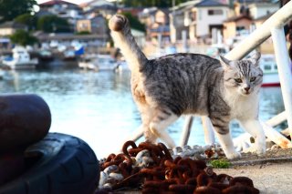 伝説的ヒーローの2代目候補！三方よし“たまたま”のおっとっと～な弱点