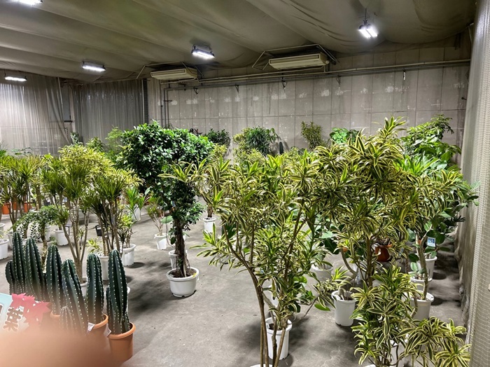 沖縄フェアの市場の模様ね／無断転載禁止（C）コクハク