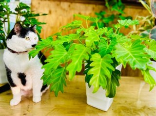 観葉植物も風邪を引く! 元気に越冬させる簡単テク&意外なアレが役立つ